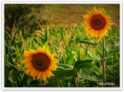 2nd Jan 2021 - Sunflowers..