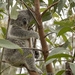 Fey's still posing by koalagardens