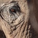 Elephant's Eye by janeandcharlie