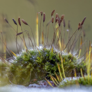 2nd Jan 2021 - Moss and Frost