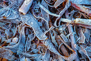 2nd Jan 2021 - Frosty Seaweed
