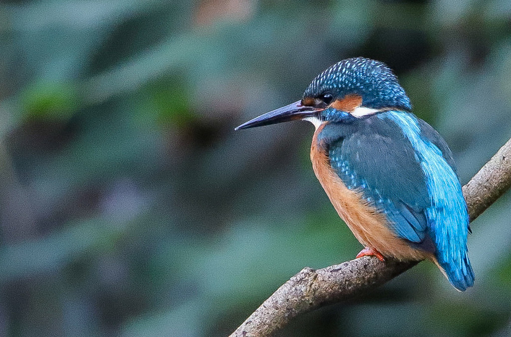 Hartsholme Park Kingfisher  by phil_sandford