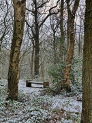 2nd Jan 2021 - Winter Wood 