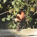Bullfinch in the Brambles  by susiemc