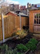 2nd Jan 2021 - Cat on a hot shed roof