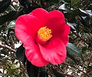 2nd Jan 2021 - A beautiful camellia in bloom at the state park
