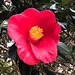 A beautiful camellia in bloom at the state park by congaree