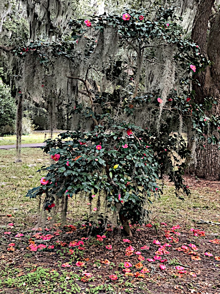 Camellia surrounded by live oaks and Spanish moss at the state park by congaree
