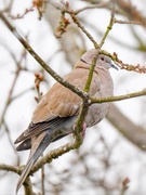 2nd Jan 2021 - Collared dove.