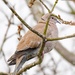 Collared dove. by gamelee
