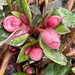 Hellebore is budding by shutterbug49