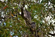 3rd Jan 2021 - Tawny Frogmouth & Baby Chick ~    
