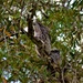 Tawny Frogmouth & Baby Chick ~     by happysnaps