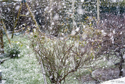 2nd Jan 2021 - Its Snowing