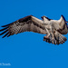 Osprey! by photographycrazy