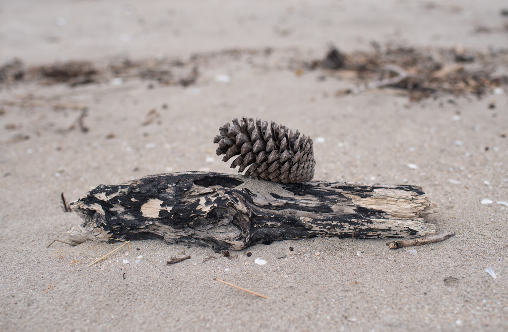 Pinecone and driftwood  by brigette