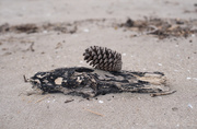 3rd Jan 2021 - Pinecone and driftwood 