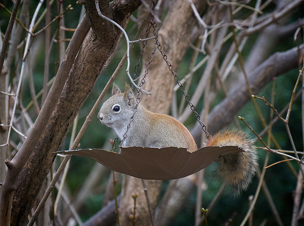 Another Squirrel by gardencat