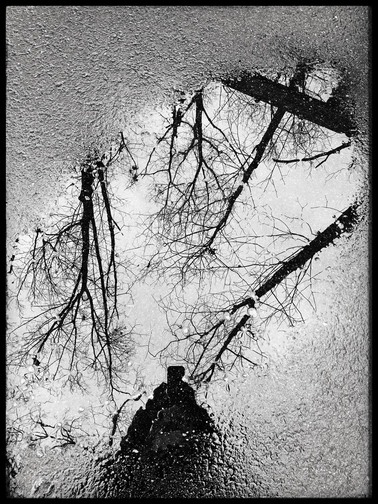 Trees Primping in a Puddle by jakb