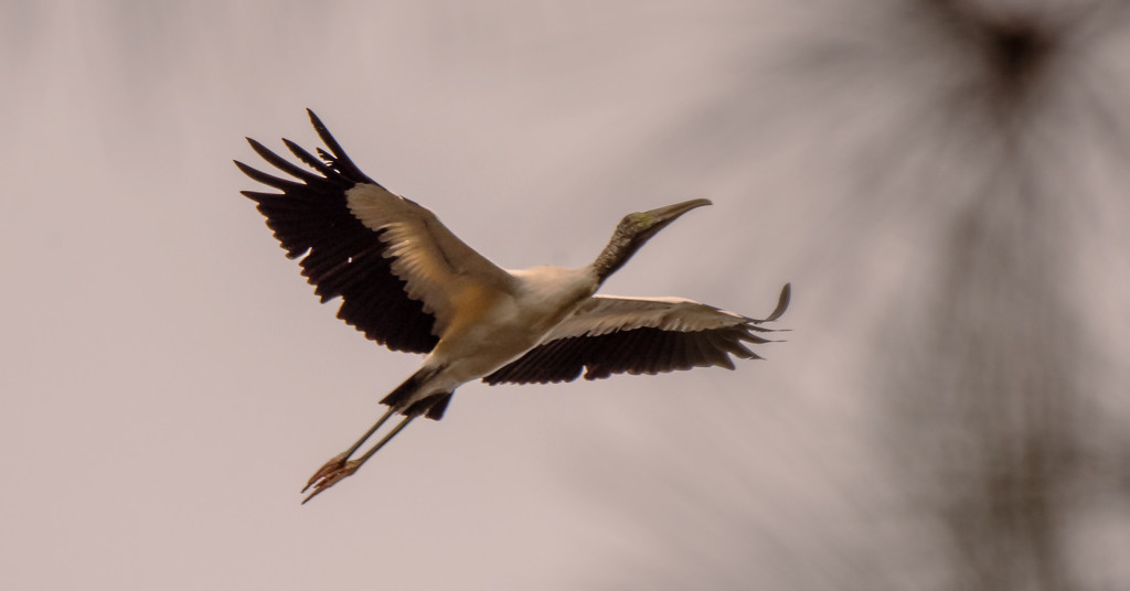 Woodstork Fly-over! by rickster549