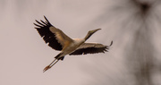 2nd Jan 2021 - Woodstork Fly-over!