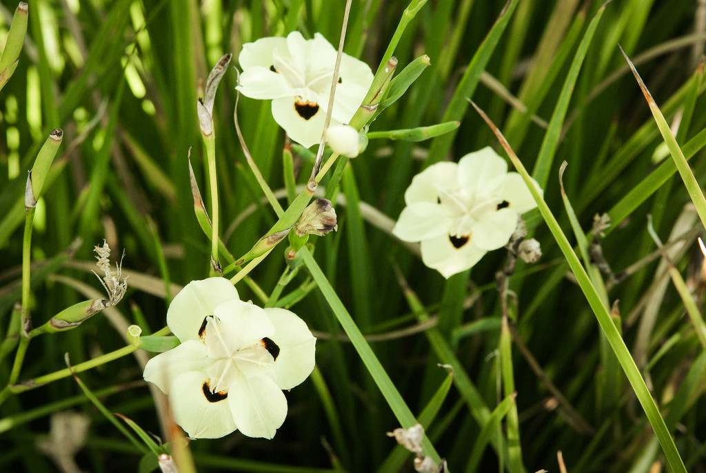 (Day 324) - Dietes Laughing by cjphoto