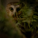 Northern Saw-whet Owl by nicoleweg