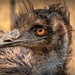 Emu  by ludwigsdiana