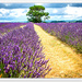 Lavender Fields... by julzmaioro