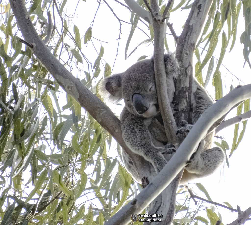 waiting is hard work by koalagardens