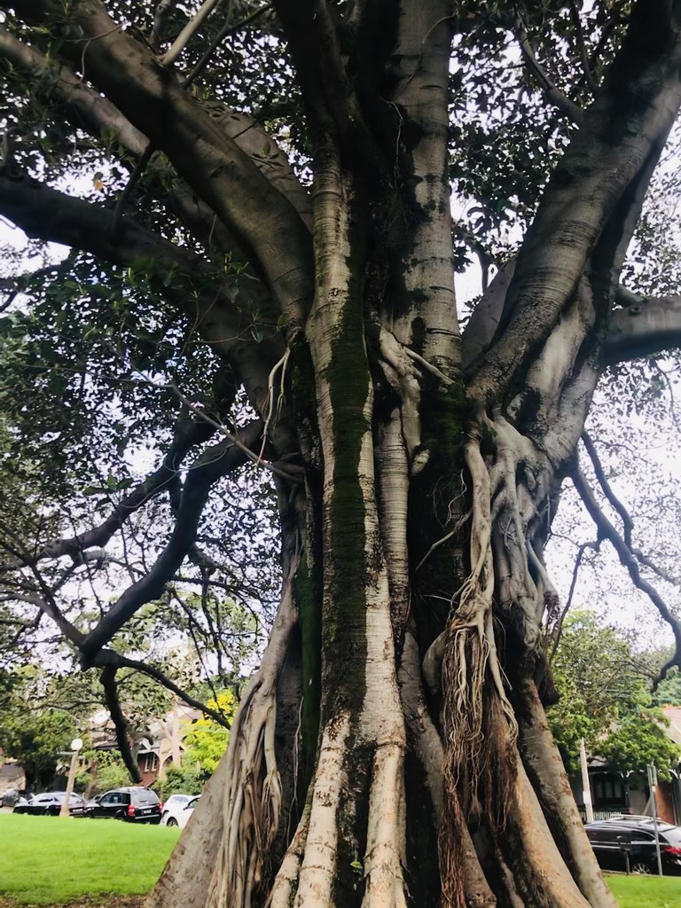 Beautiful Tree by sarahabrahamse