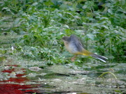 2nd Jan 2021 - Yellow River Bird