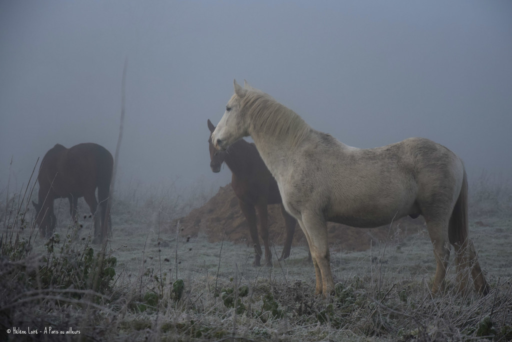Horses in the mist by parisouailleurs