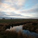 Needed a good walk so off to the marshes I went by ilovelenses