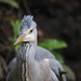 Grey Heron by phil_sandford