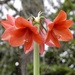 Amaryllis - Third Flower Stem!, Third Year! by susiemc