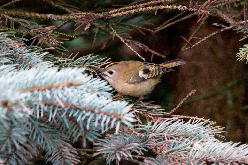 FIRST GOLDCREST OF THE YEAR by markp
