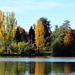 Green Lake Trees by seattlite