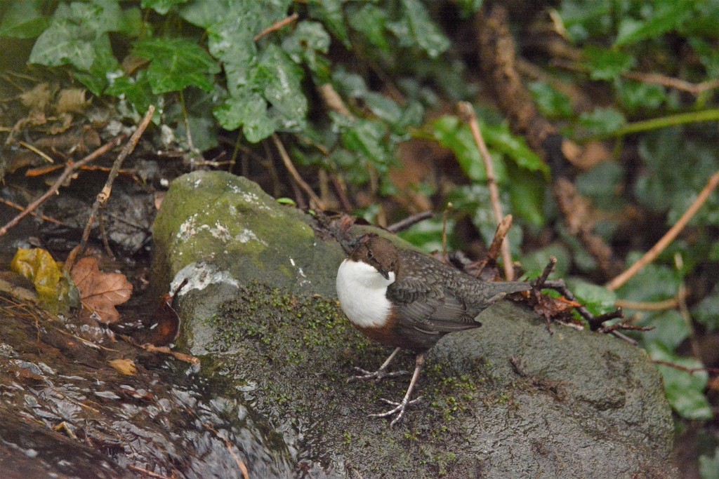 White throated Dipper........... by ziggy77