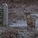 Stag at Bradgate Park by shepherdmanswife