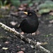 Bobbie Blackbird by rosiekind