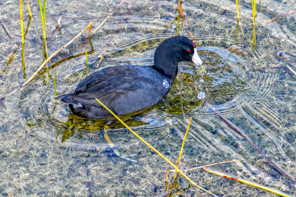 American Coot by danette