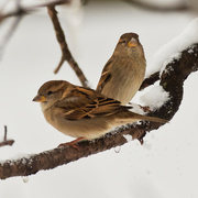 3rd Jan 2021 - house sparrows 