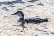 3rd Jan 2021 - Great Northern Diver 
