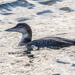 Great Northern Diver  by rjb71