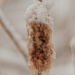 frozen cattail by rminer