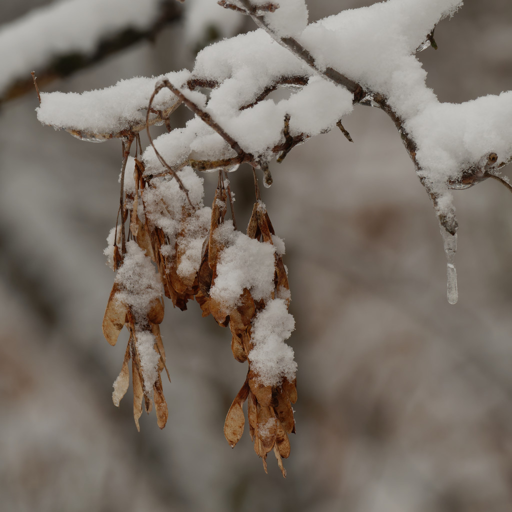 snow covered maple seeds by rminer