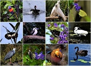 4th Jan 2021 - Birds & Butterfly's From 2020 ~   