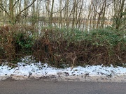 3rd Jan 2021 - Road, snow, hedge, trees and sky