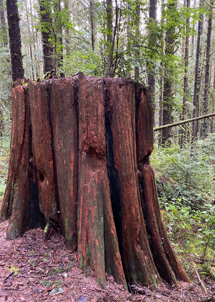 Stump by jgpittenger